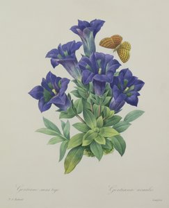 Gentiana acaulis (trompetgentiaan), gegraveerd door Langlois, uit 